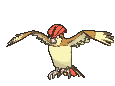 017 pidgeotto