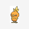 255 torchic