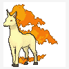 078 rapidash